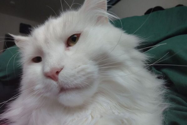 antivirus freedoor2.4.6.8