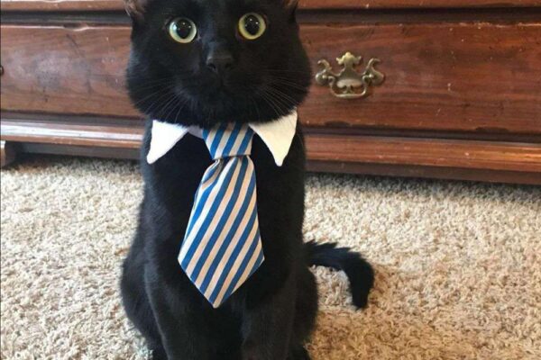 can i get susbluezilla