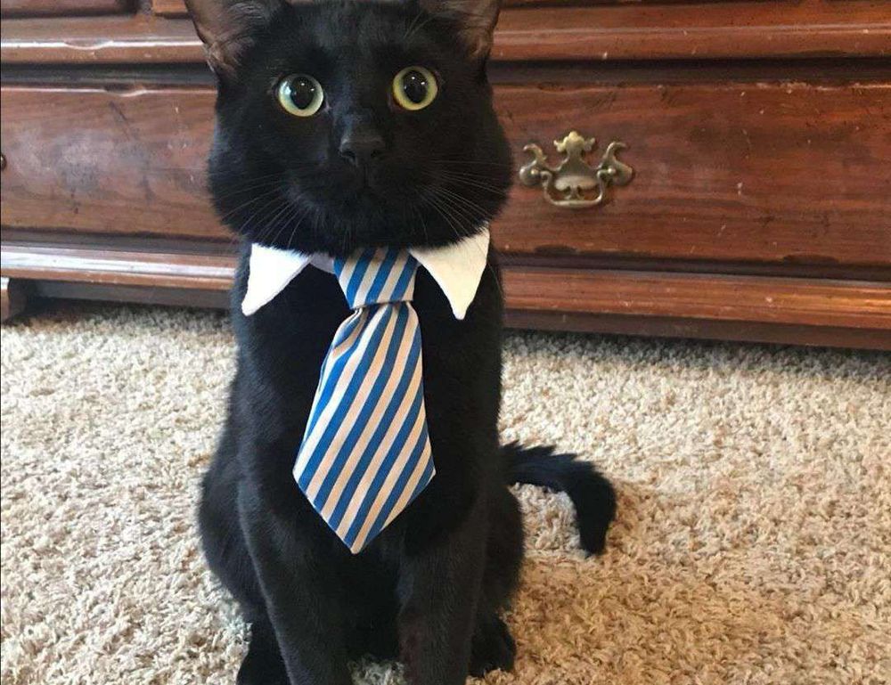 can i get susbluezilla