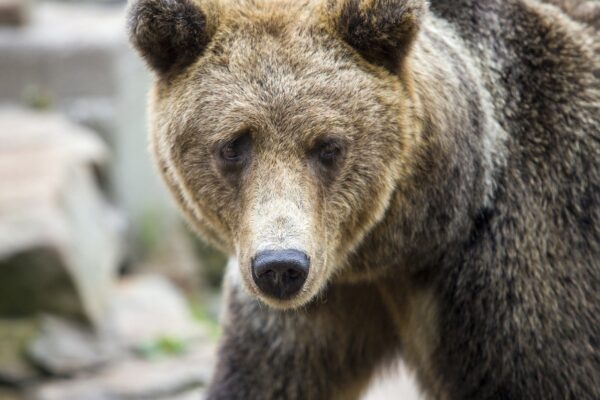 clear stuff coming out of pimple