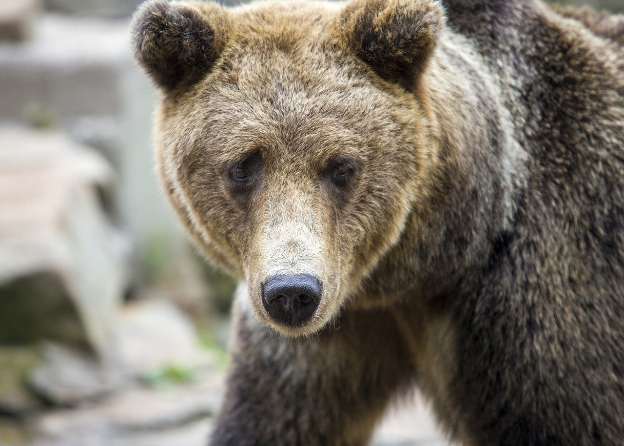 clear stuff coming out of pimple