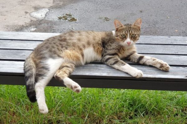 colleen hoover books best to worst