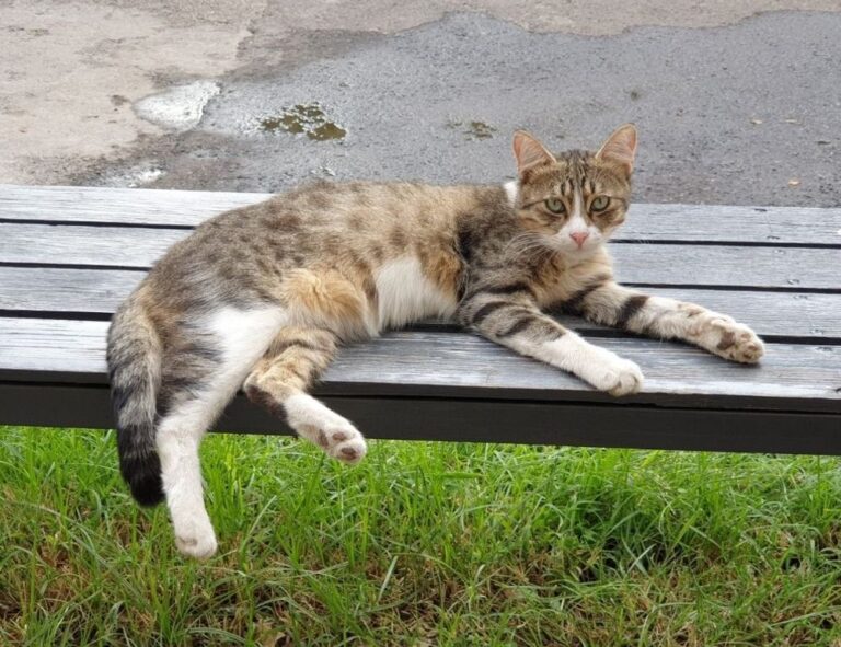 colleen hoover books best to worst