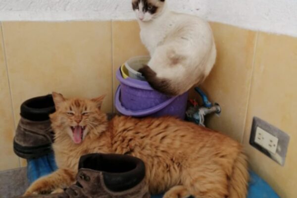 colleen hoover books it ends with us series