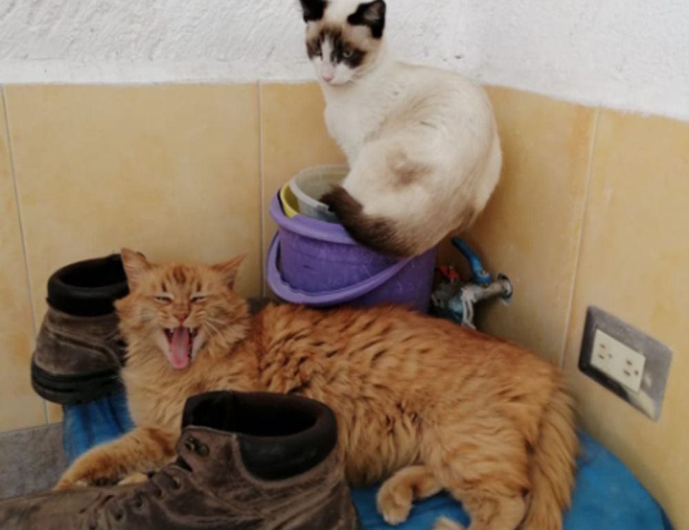 colleen hoover books it ends with us series