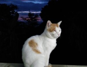 colleen hoover ends with us series