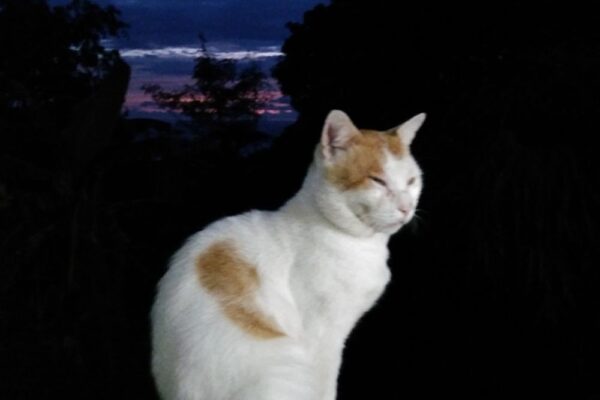 colleen hoover ends with us series