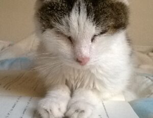 colleen hoover it ends with us order