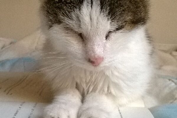 colleen hoover it ends with us order