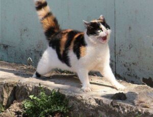 colleen hoover it ends with us series in order