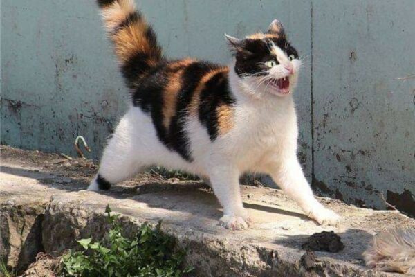 colleen hoover it ends with us series in order