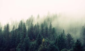 companies often merge to ______ monopoly power.