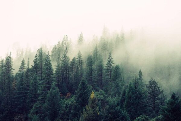 companies often merge to ______ monopoly power.