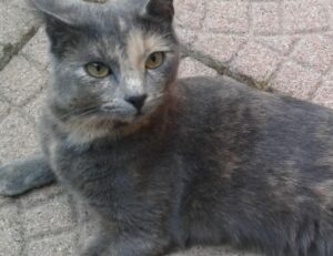 control valves used for steam heating coils are typically: