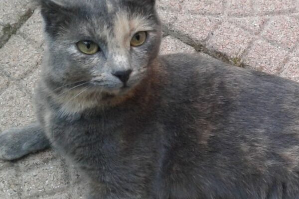 control valves used for steam heating coils are typically: