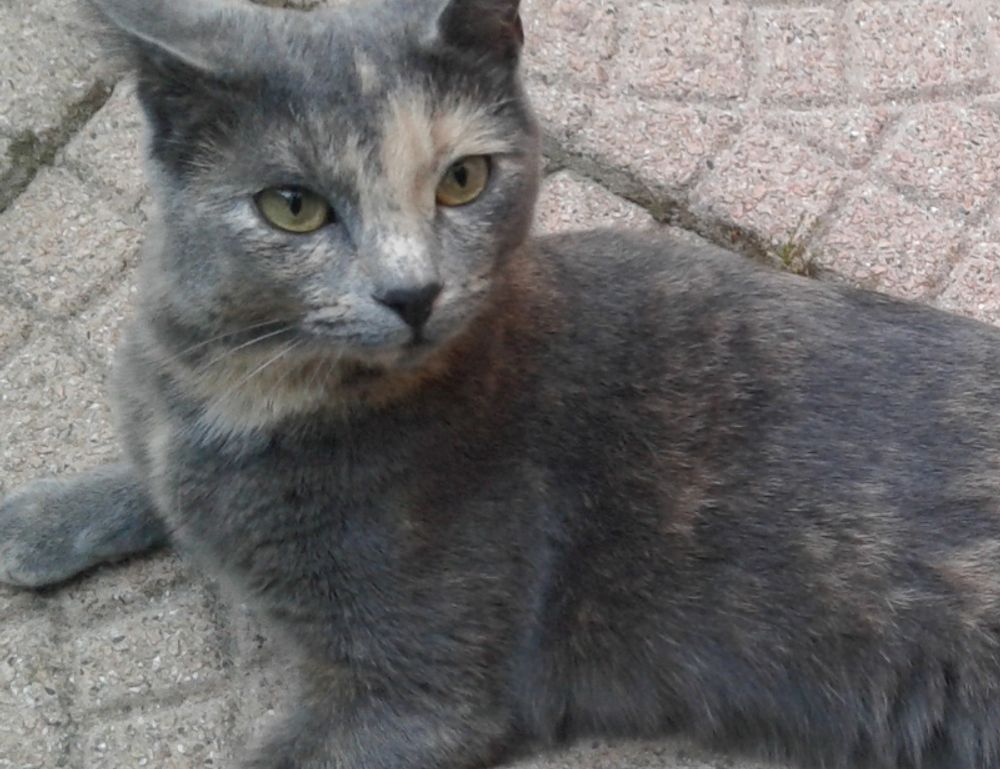 control valves used for steam heating coils are typically: