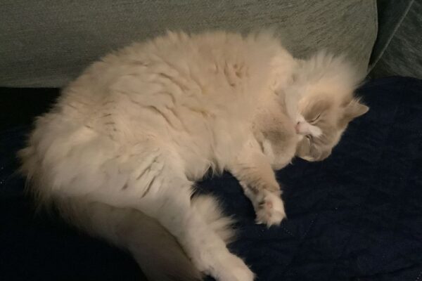 craigslist salem oregon cars by owner