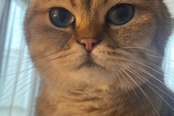 cumberland farms check gift card balance