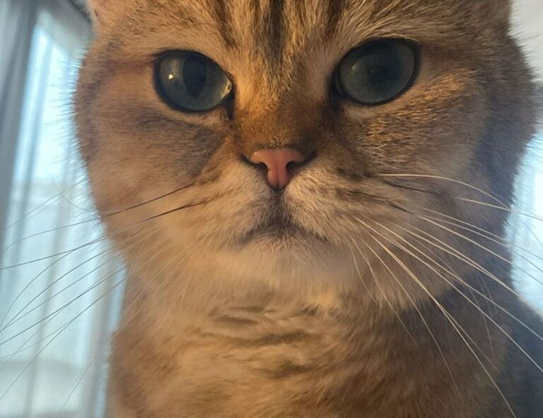 cumberland farms check gift card balance