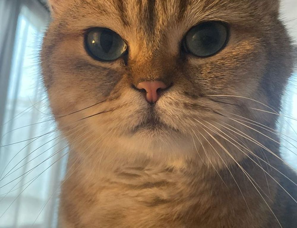 cumberland farms check gift card balance