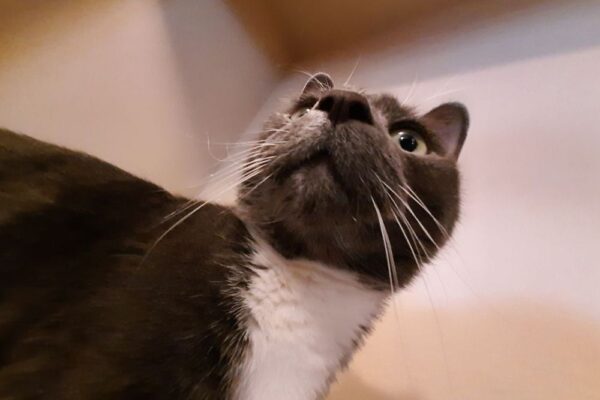 dermarolling at home before and after