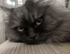 do gum calories count if you don't swallow it