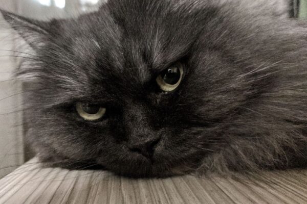 do gum calories count if you don't swallow it