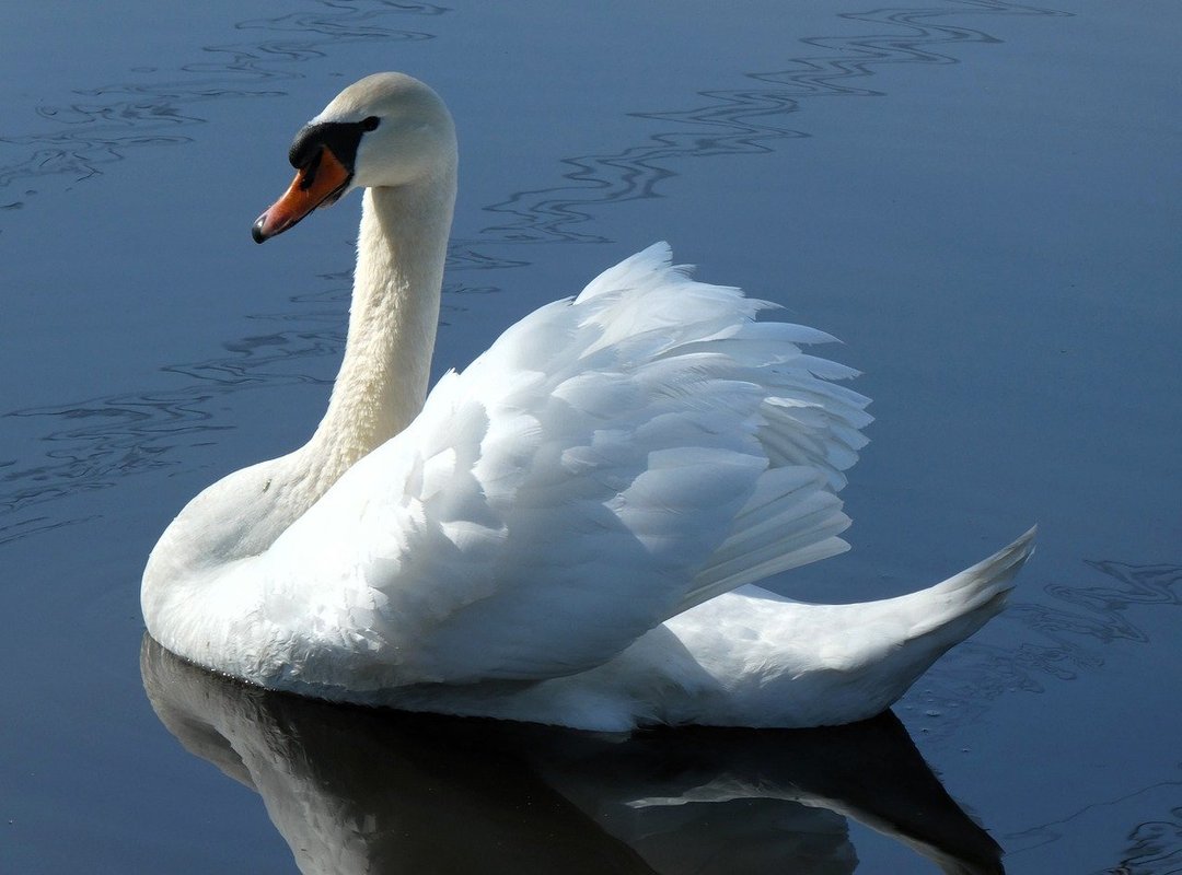 Online Gaming Bfnctutorials